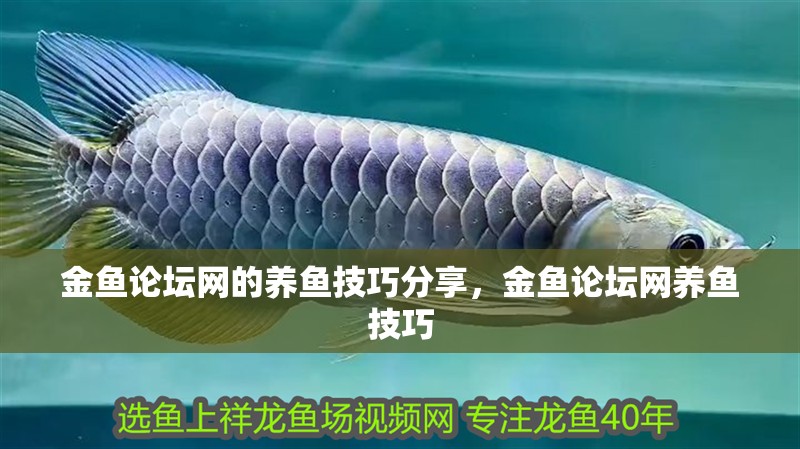 金魚(yú)論壇網(wǎng)的養(yǎng)魚(yú)技巧分享，金魚(yú)論壇網(wǎng)養(yǎng)魚(yú)技巧