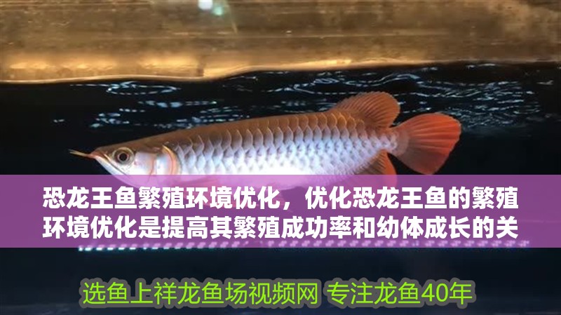 恐龍王魚繁殖環(huán)境優(yōu)化，優(yōu)化恐龍王魚的繁殖環(huán)境優(yōu)化是提高其繁殖成功率和幼體成長的關(guān)鍵因素