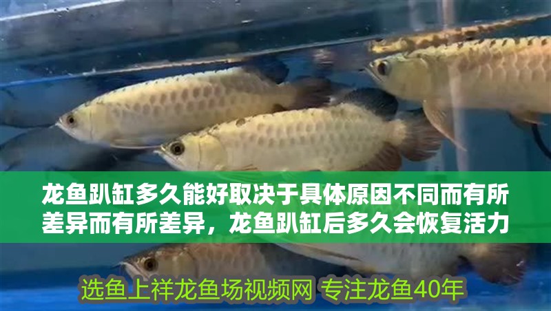 龍魚趴缸多久能好取決于具體原因不同而有所差異而有所差異，龍魚趴缸后多久會恢復活力？ 龍魚趴缸多久能好取決于具體原因不同而有所差異而有所差異，龍魚趴缸后多久會恢復活力？ 龍魚百科