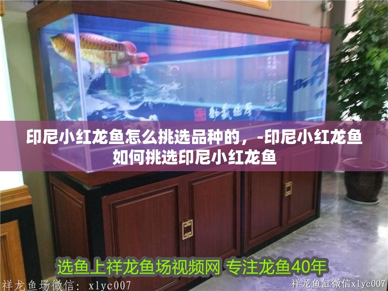 印尼小紅龍魚怎么挑選品種的，-印尼小紅龍魚如何挑選印尼小紅龍魚
