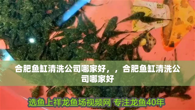 合肥魚缸清洗公司哪家好，，合肥魚缸清洗公司哪家好