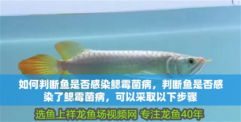 如何判斷魚是否感染鰓霉菌病，判斷魚是否感染了鰓霉菌病，可以采取以下步驟