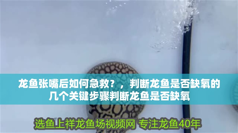 龍魚張嘴后如何急救？，判斷龍魚是否缺氧的幾個關鍵步驟判斷龍魚是否缺氧
