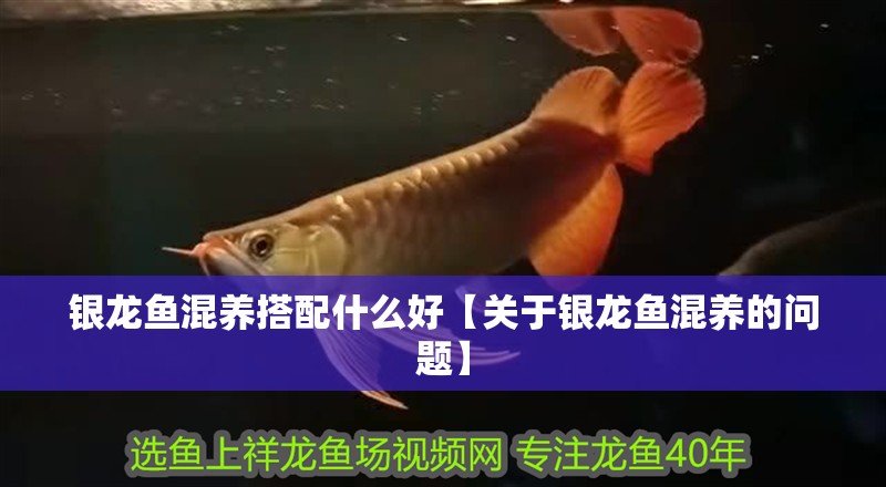 銀龍魚混養搭配什么好【關于銀龍魚混養的問題】