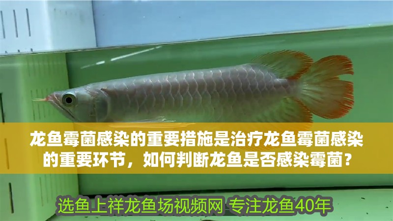 龍魚霉菌感染的重要措施是治療龍魚霉菌感染的重要環節，如何判斷龍魚是否感染霉菌？