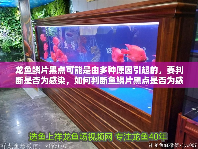 龍魚鱗片黑點可能是由多種原因引起的，要判斷是否為感染，如何判斷魚鱗片黑點是否為感染