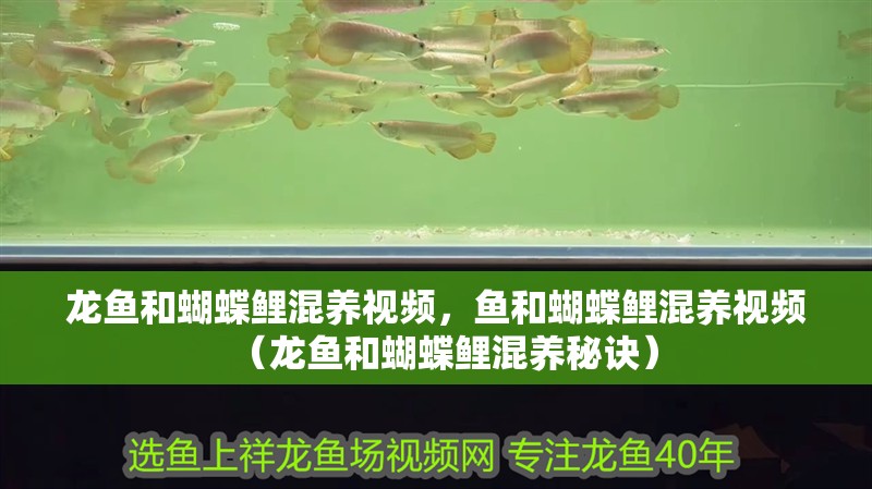 龍魚和蝴蝶鯉混養視頻，魚和蝴蝶鯉混養視頻（龍魚和蝴蝶鯉混養秘訣）