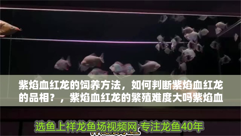 紫焰血紅龍的飼養方法，如何判斷紫焰血紅龍的品相？，紫焰血紅龍的繁殖難度大嗎紫焰血紅龍的繁殖難度大嗎