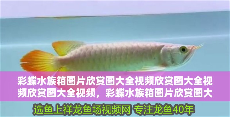 彩蝶水族箱圖片欣賞圖大全視頻欣賞圖大全視頻欣賞圖大全視頻，彩蝶水族箱圖片欣賞圖大全視頻