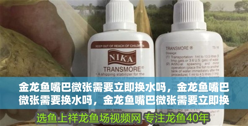 金龍魚嘴巴微張需要立即換水嗎，金龍魚嘴巴微張需要換水嗎，金龍魚嘴巴微張需要立即換水嗎金龍魚嘴巴微張需要立即換水嗎