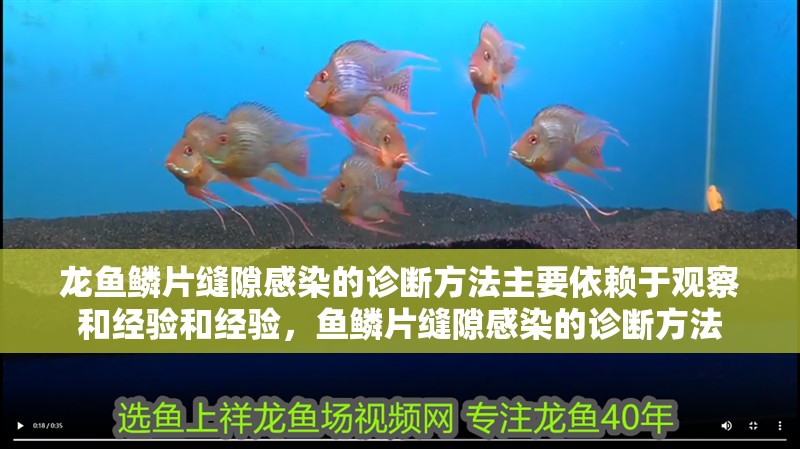 龍魚鱗片縫隙感染的診斷方法主要依賴于觀察和經驗和經驗，魚鱗片縫隙感染的診斷方法