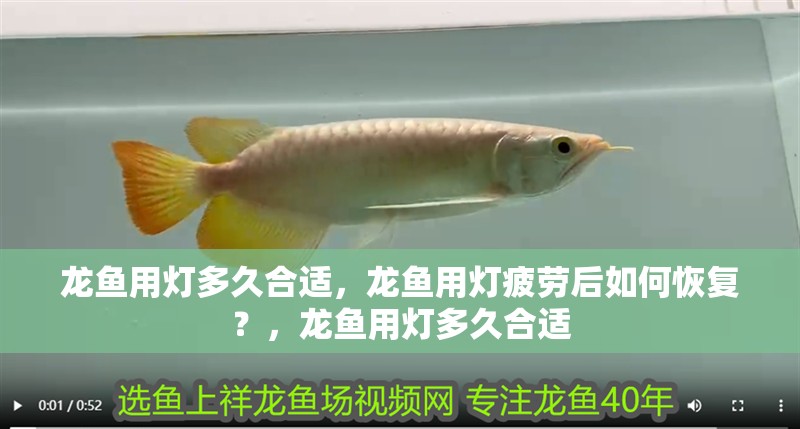 龍魚用燈多久合適，龍魚用燈疲勞后如何恢復？，龍魚用燈多久合適