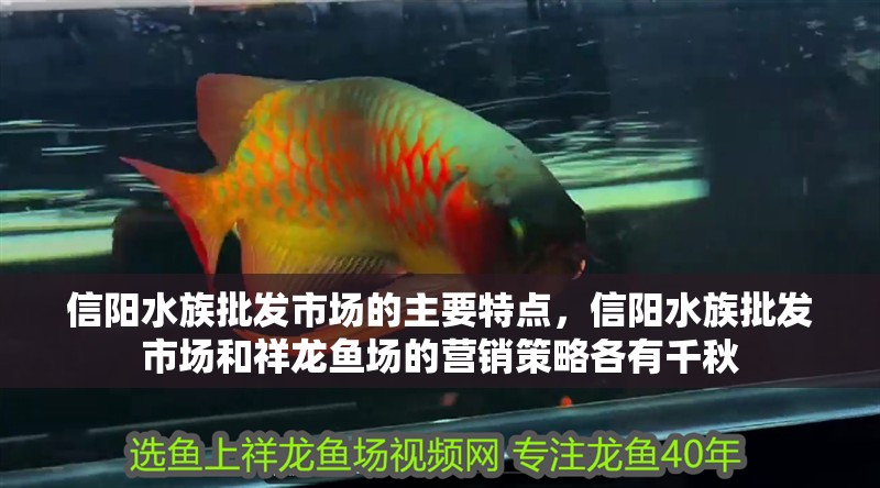 信陽(yáng)水族批發(fā)市場(chǎng)的主要特點(diǎn)，信陽(yáng)水族批發(fā)市場(chǎng)和祥龍魚場(chǎng)的營(yíng)銷策略各有千秋