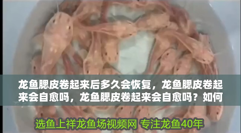 龍魚腮皮卷起來后多久會恢復，龍魚腮皮卷起來會自愈嗎，龍魚腮皮卷起來會自愈嗎？如何判斷龍魚腮皮是否感染？