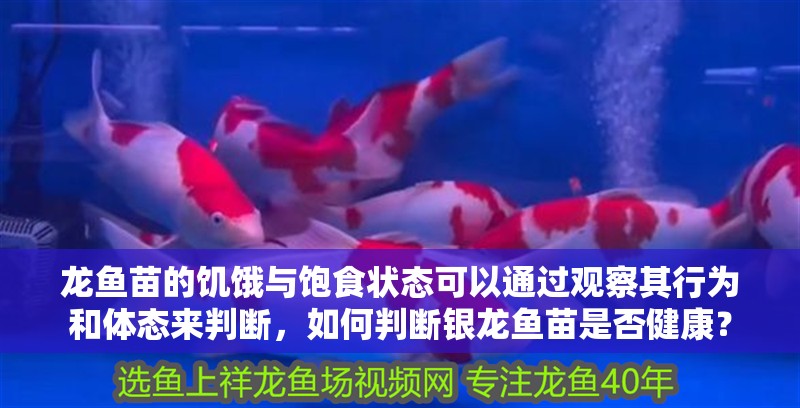 魚缸用增氧泵價格是多少:魚缸增氧機-xtrac增氧機-xtrac增氧機 龍魚苗的饑餓與飽食狀態可以通過觀察其行為和體態來判斷,如何判斷銀龍魚苗是否健康? 龍魚百科 龍魚苗的饑餓與飽食狀態可以通過觀察其行為和體態來判斷,如何判斷銀龍魚苗是否健康? 龍魚苗的饑餓與飽食狀態可以通過觀察其行為和體態來判斷,如何判斷銀龍魚苗是否健康? 龍魚百科