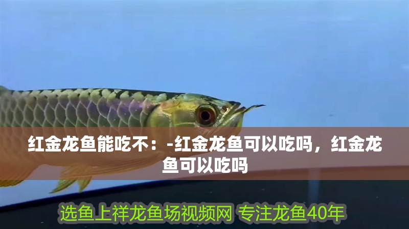 紅金龍魚能吃不：-紅金龍魚可以吃嗎，紅金龍魚可以吃嗎