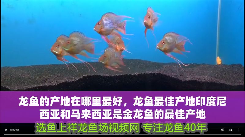 龍魚的產地在哪里最好，龍魚最佳產地印度尼西亞和馬來西亞是金龍魚的最佳產地