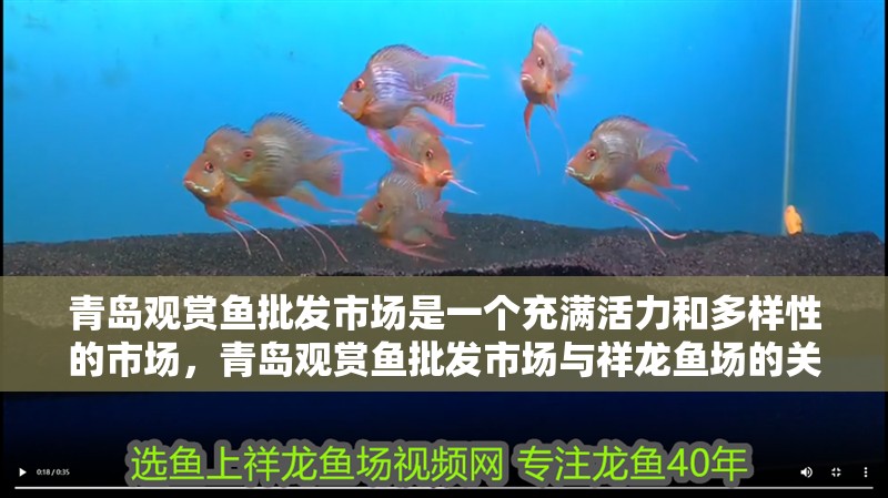 青島觀賞魚批發(fā)市場是一個充滿活力和多樣性的市場，青島觀賞魚批發(fā)市場與祥龍魚場的關(guān)系