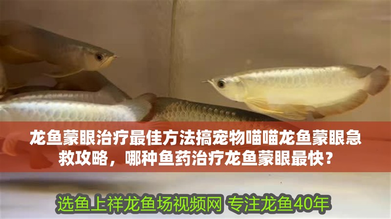 龍魚蒙眼治療最佳方法搞寵物喵喵龍魚蒙眼急救攻略，哪種魚藥治療龍魚蒙眼最快？ 龍魚蒙眼治療最佳方法搞寵物喵喵龍魚蒙眼急救攻略，哪種魚藥治療龍魚蒙眼最快？ 龍魚百科