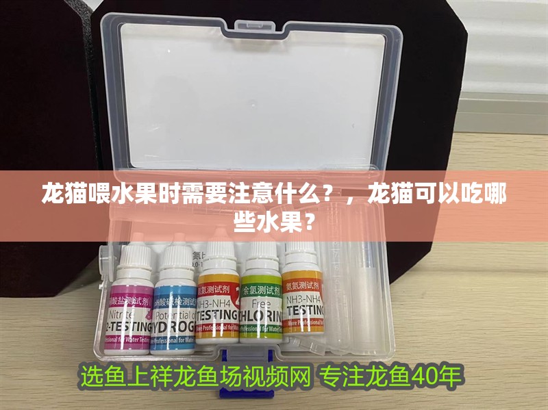 龍貓喂水果時需要注意什么？，龍貓可以吃哪些水果？