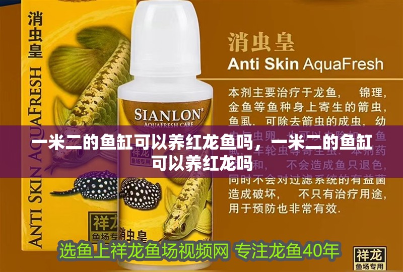 一米二的魚缸可以養紅龍魚嗎，一米二的魚缸可以養紅龍嗎