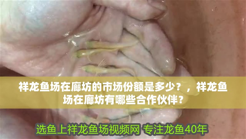 祥龍魚場在廊坊的市場份額是多少？，祥龍魚場在廊坊有哪些合作伙伴？