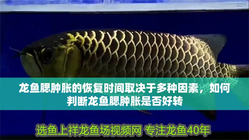 龍魚腮腫脹的恢復時間取決于多種因素，如何判斷龍魚腮腫脹是否好轉