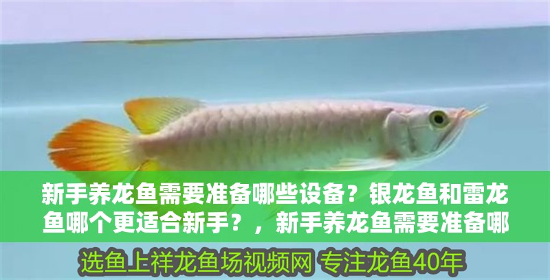 新手養龍魚需要準備哪些設備？銀龍魚和雷龍魚哪個更適合新手？，新手養龍魚需要準備哪些設備