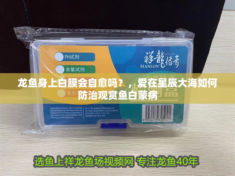 龍魚身上白膜會自愈嗎？，愛在星辰大海如何防治觀賞魚白蒙病