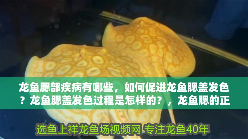 龍魚腮部疾病有哪些，如何促進(jìn)龍魚腮蓋發(fā)色？龍魚腮蓋發(fā)色過程是怎樣的？，龍魚腮的正常顏色存在一些常見的誤解