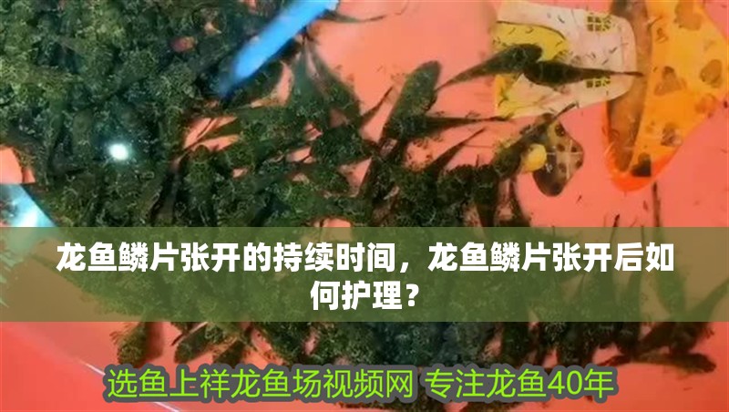 龍魚鱗片張開的持續(xù)時間，龍魚鱗片張開后如何護(hù)理？