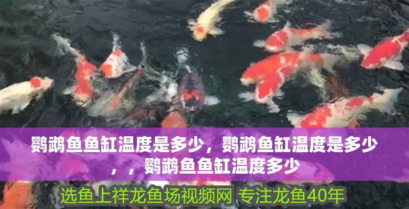 鸚鵡魚魚缸溫度是多少，鸚鵡魚缸溫度是多少，，鸚鵡魚魚缸溫度多少