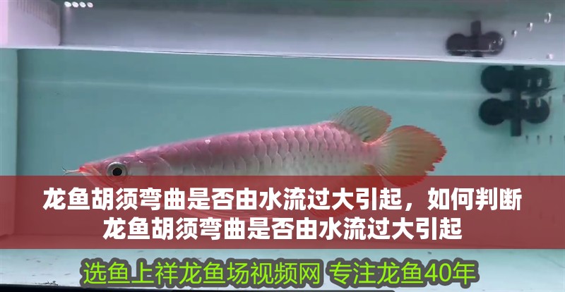 龍魚(yú)胡須彎曲是否由水流過(guò)大引起，如何判斷龍魚(yú)胡須彎曲是否由水流過(guò)大引起