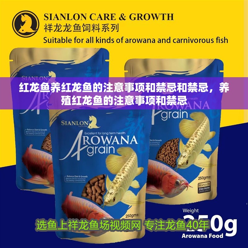 紅龍魚養(yǎng)紅龍魚的注意事項(xiàng)和禁忌和禁忌，養(yǎng)殖紅龍魚的注意事項(xiàng)和禁忌 紅龍魚養(yǎng)紅龍魚的注意事項(xiàng)和禁忌和禁忌，養(yǎng)殖紅龍魚的注意事項(xiàng)和禁忌 觀賞魚百科