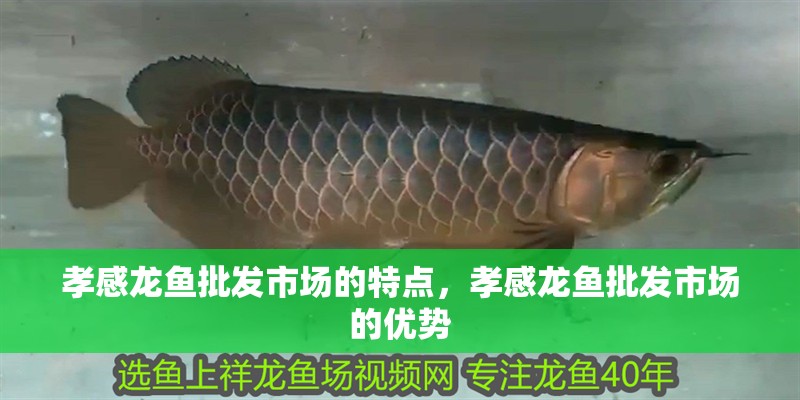 孝感龍魚批發市場的特點，孝感龍魚批發市場的優勢
