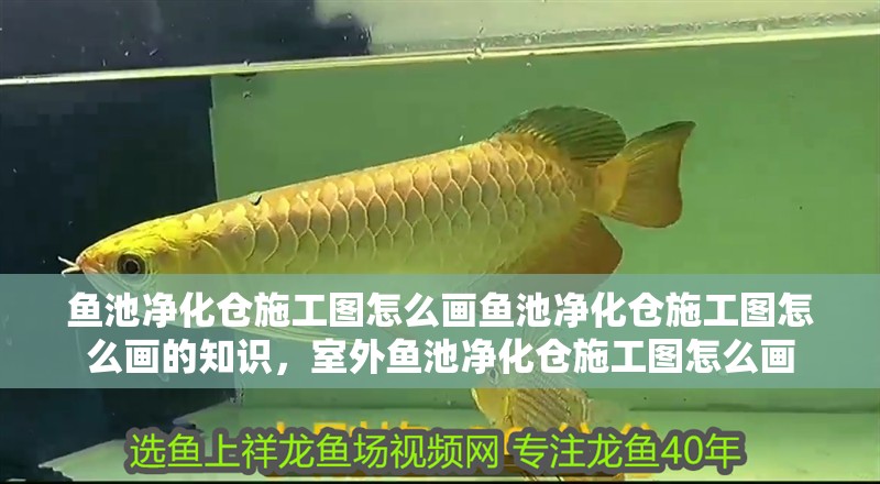 魚池凈化倉施工圖怎么畫魚池凈化倉施工圖怎么畫的知識，室外魚池凈化倉施工圖怎么畫 魚池凈化倉施工圖怎么畫魚池凈化倉施工圖怎么畫的知識，室外魚池凈化倉施工圖怎么畫 觀賞魚百科