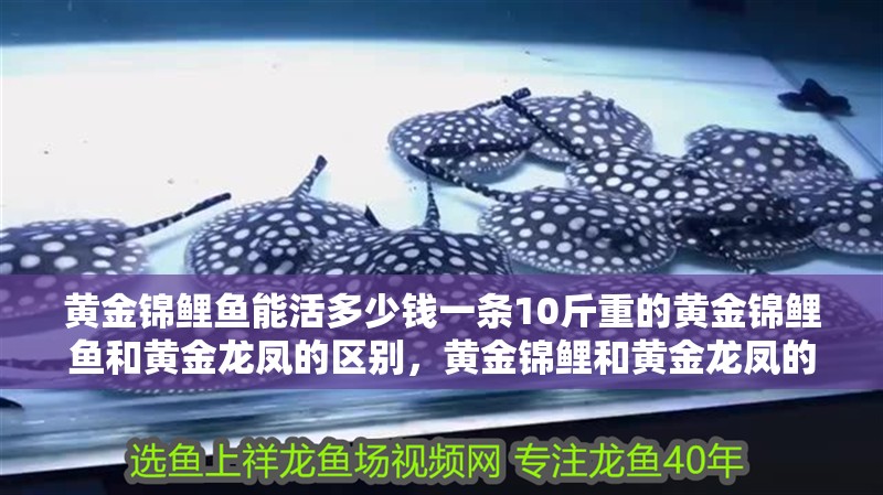黃金錦鯉魚能活多少錢一條10斤重的黃金錦鯉魚和黃金龍鳳的區別，黃金錦鯉和黃金龍鳳的區別