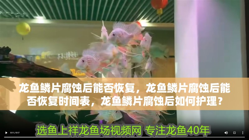龍魚鱗片腐蝕后能否恢復，龍魚鱗片腐蝕后能否恢復時間表，龍魚鱗片腐蝕后如何護理？