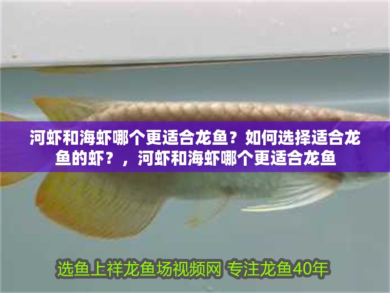 河蝦和海蝦哪個(gè)更適合龍魚？如何選擇適合龍魚的蝦？，河蝦和海蝦哪個(gè)更適合龍魚