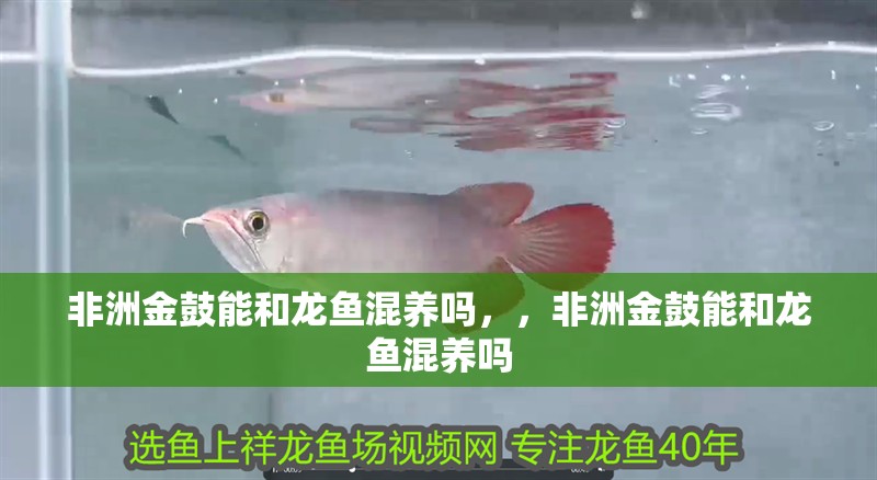 非洲金鼓能和龍魚混養嗎，，非洲金鼓能和龍魚混養嗎