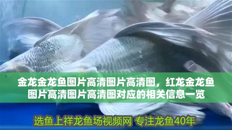 金龍金龍魚圖片高清圖片高清圖，紅龍金龍魚圖片高清圖片高清圖對應(yīng)的相關(guān)信息一覽