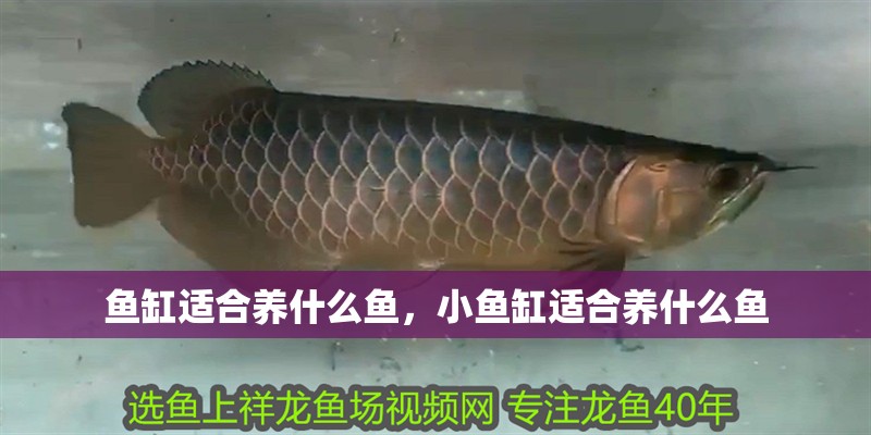魚缸適合養什么魚，小魚缸適合養什么魚