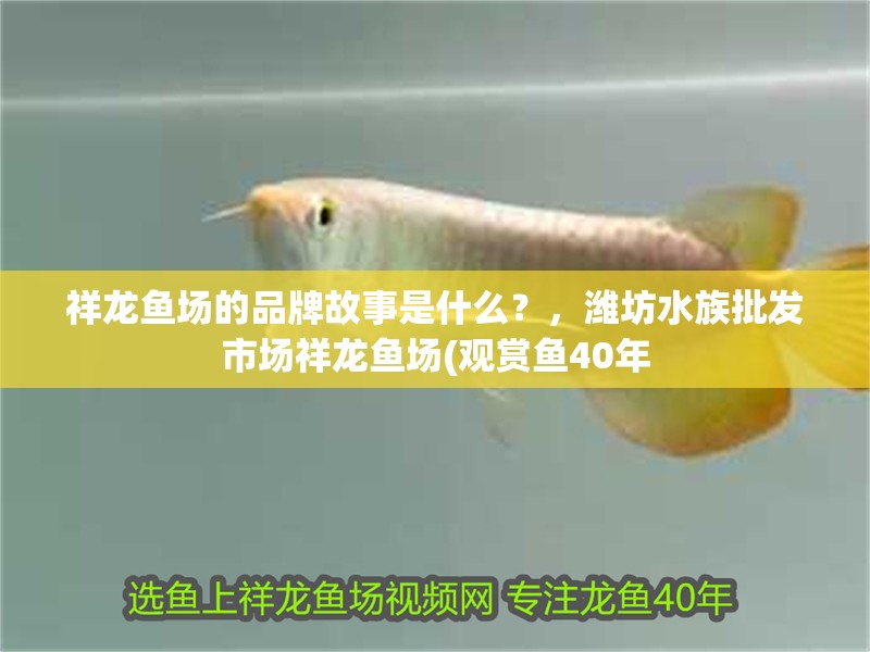 祥龍魚場的品牌故事是什么？，濰坊水族批發市場祥龍魚場(觀賞魚40年
