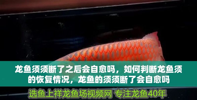 龍魚須須斷了之后會自愈嗎，如何判斷龍魚須的恢復情況，龍魚的須須斷了會自愈嗎