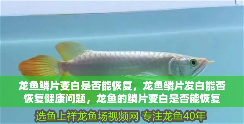 龍魚鱗片變白是否能恢復，龍魚鱗片發白能否恢復健康問題，龍魚的鱗片變白是否能恢復