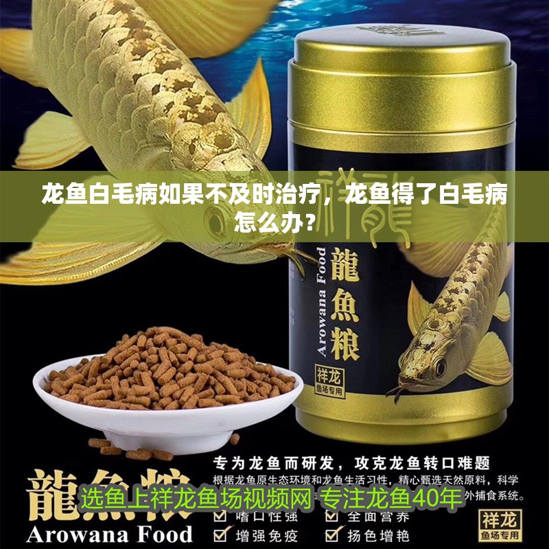 龍魚白毛病如果不及時(shí)治療，龍魚得了白毛病怎么辦？