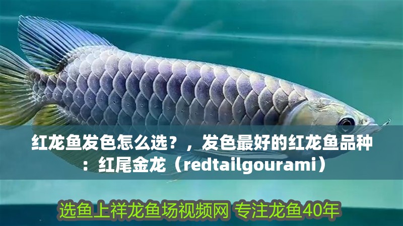 紅龍魚發色怎么選？，發色最好的紅龍魚品種：紅尾金龍（redtailgourami）