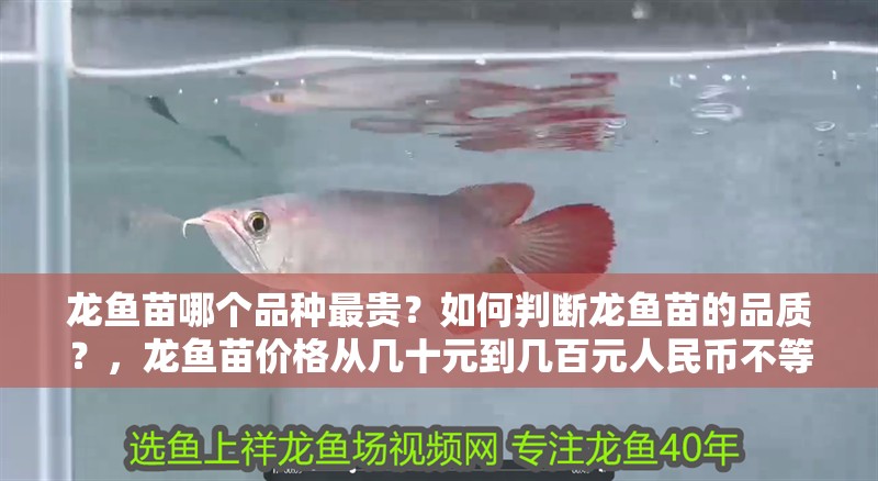 龍魚苗哪個(gè)品種最貴？如何判斷龍魚苗的品質(zhì)？，龍魚苗價(jià)格從幾十元到幾百元人民幣不等，龍魚苗價(jià)格差異