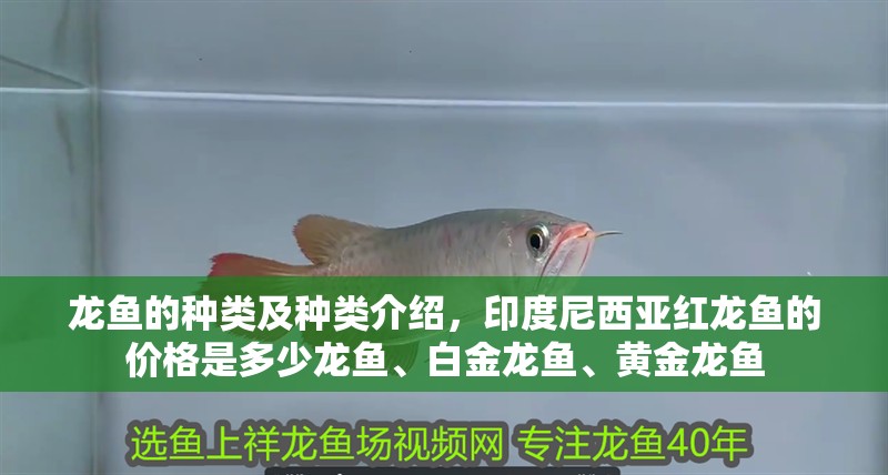 龍魚(yú)的種類(lèi)及種類(lèi)介紹，印度尼西亞紅龍魚(yú)的價(jià)格是多少龍魚(yú)、白金龍魚(yú)、黃金龍魚(yú)