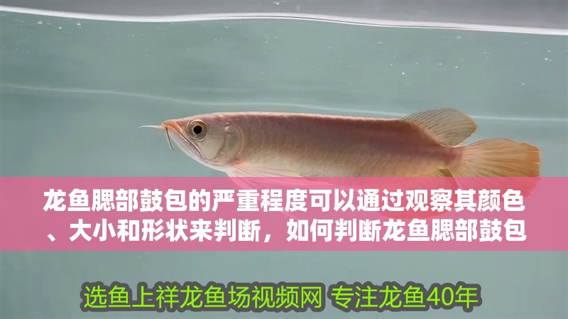 龍魚腮部鼓包的嚴(yán)重程度可以通過(guò)觀察其顏色、大小和形狀來(lái)判斷，如何判斷龍魚腮部鼓包嚴(yán)重程度